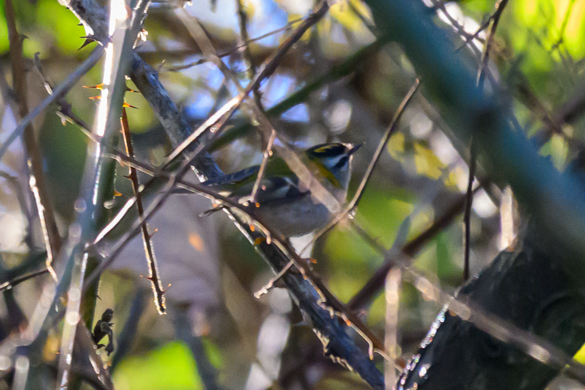 Красноголовый королёк - ML646363978