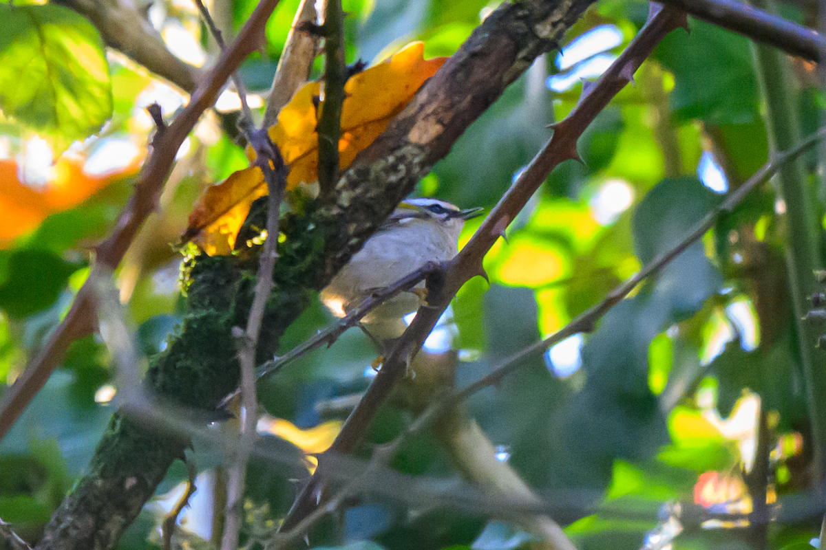 Красноголовый королёк - ML646363979