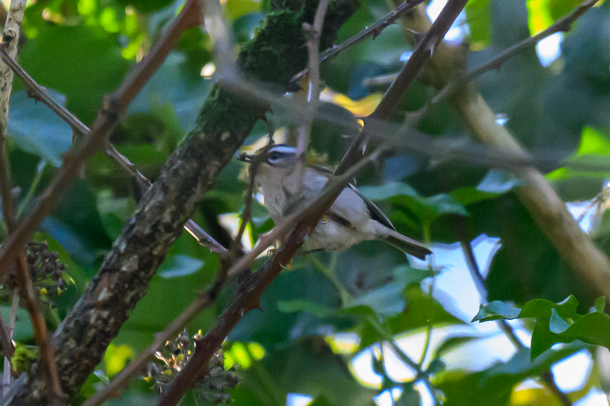 Красноголовый королёк - ML646363980