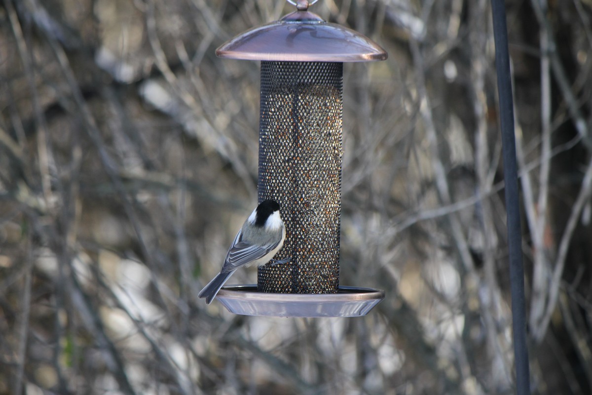 Черношапочная гаичка - ML646363983