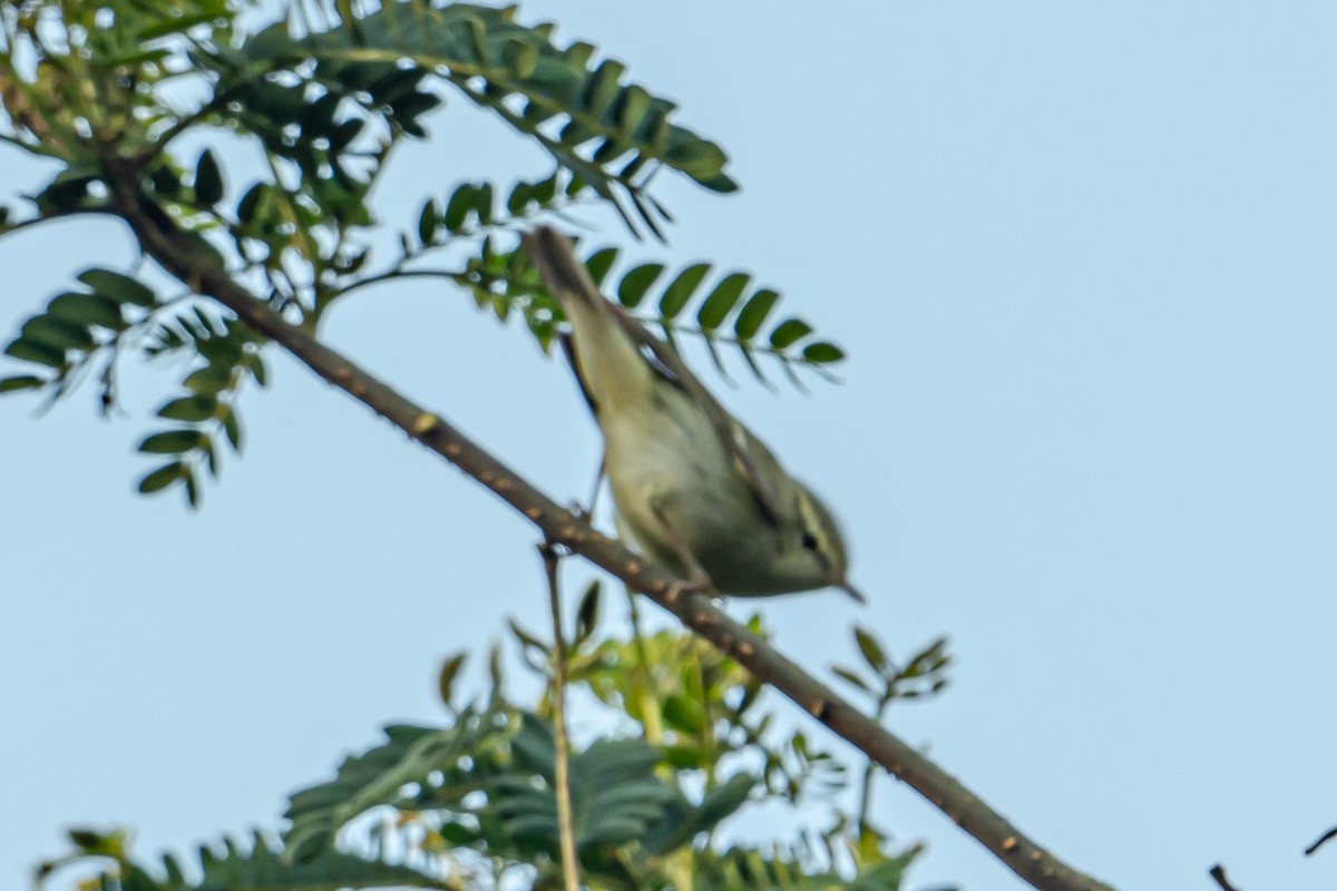 Желтобрюхая пеночка - ML646363984