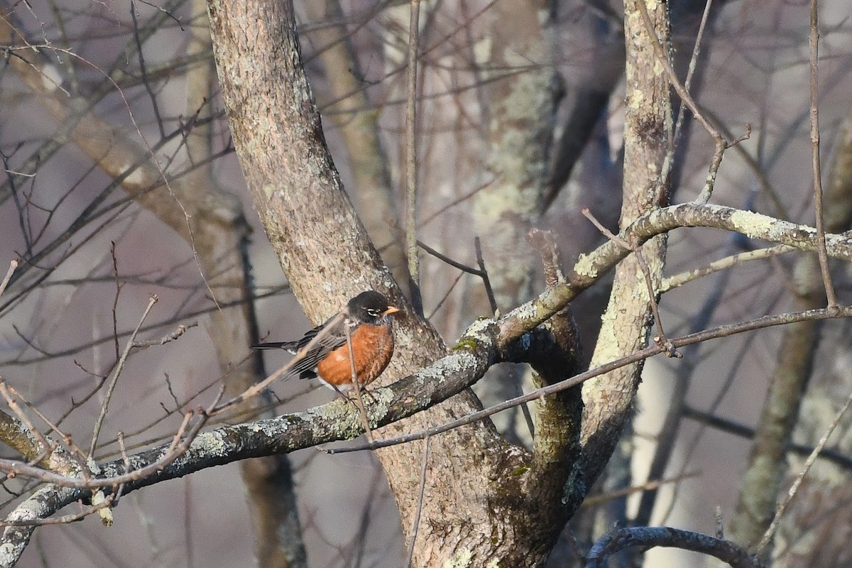 Странствующий дрозд - ML646363985