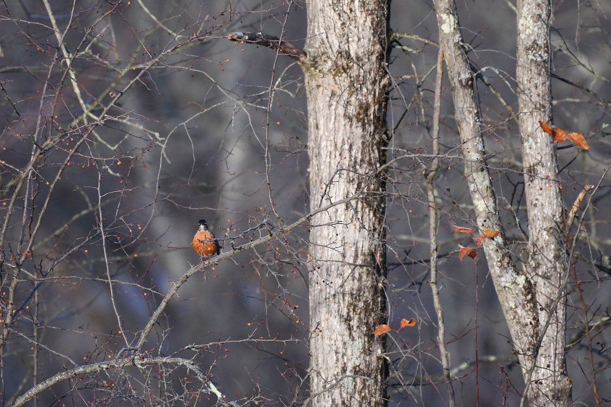 Странствующий дрозд - ML646363986