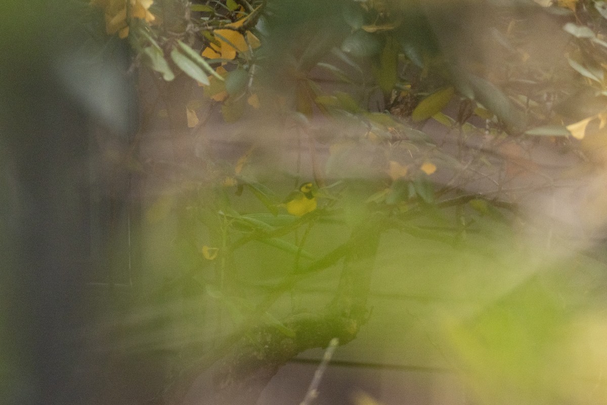 Болотянка чорногорла - ML646363987