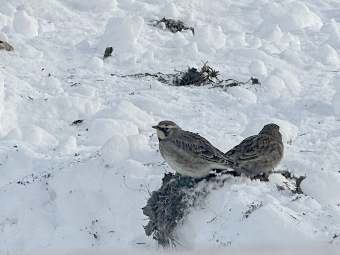 Рогатый жаворонок - ML646363988