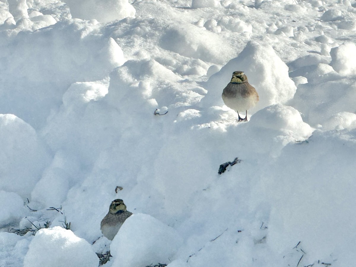 Рогатый жаворонок - ML646363989