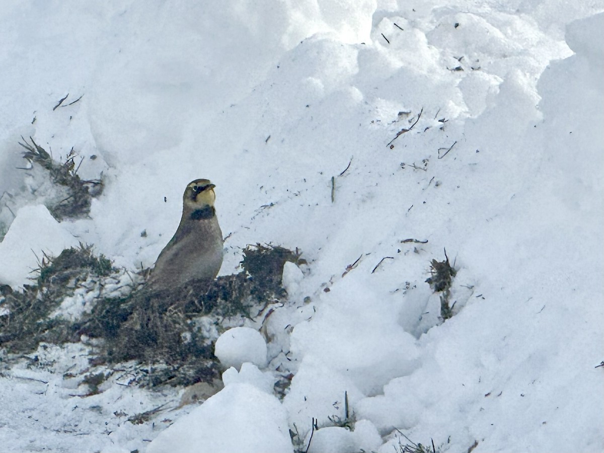 Рогатый жаворонок - ML646363990