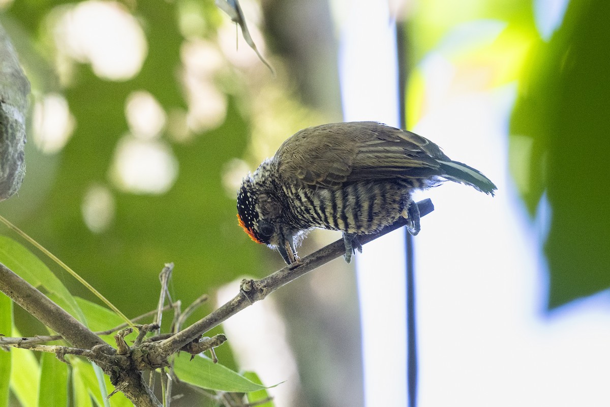 Хохлатый дятелок - ML646363991