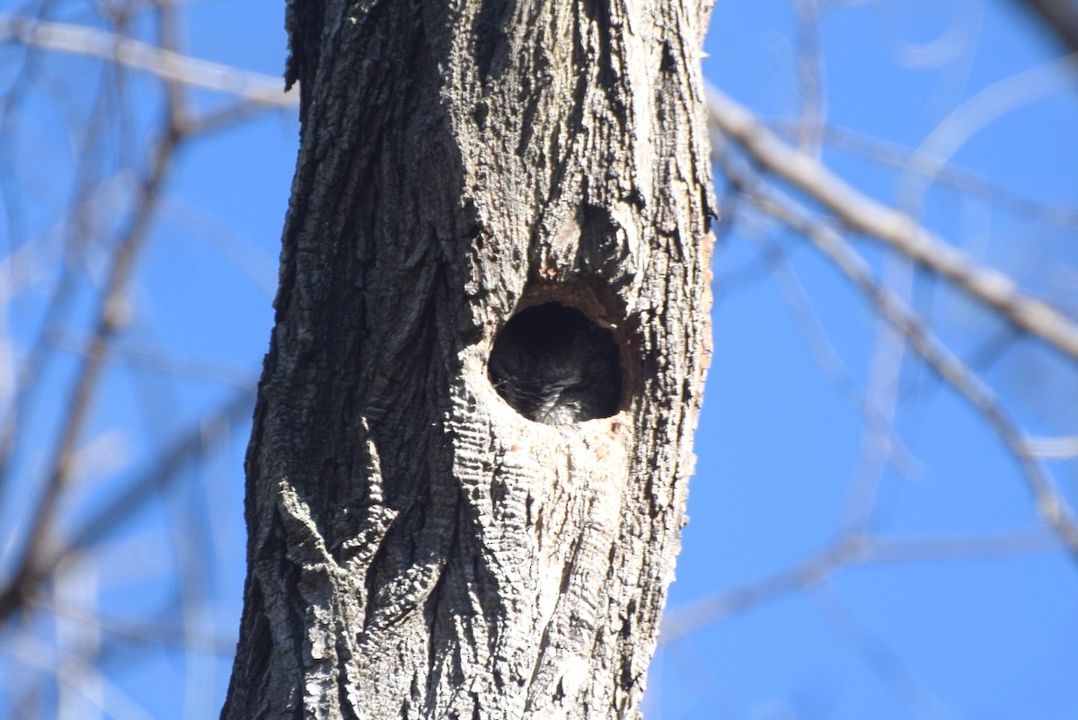 Восточноамериканская совка - ML646363992