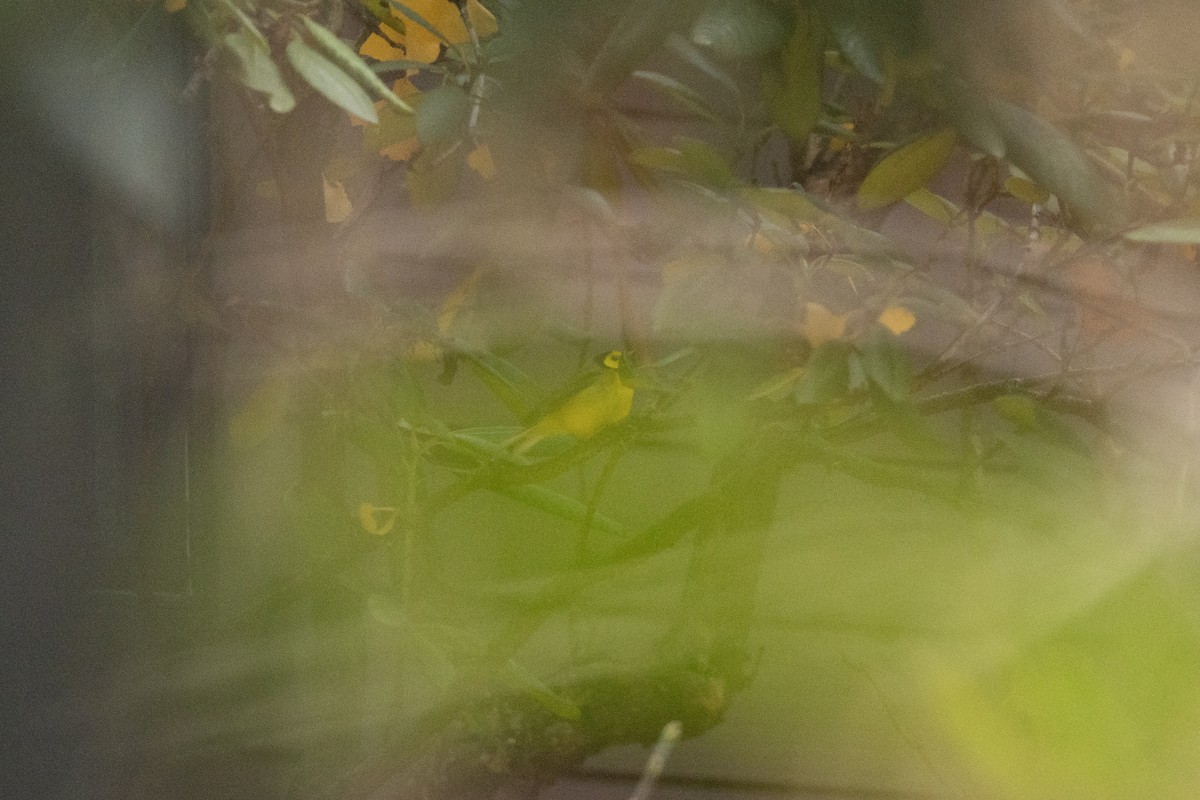 Болотянка чорногорла - ML646363994