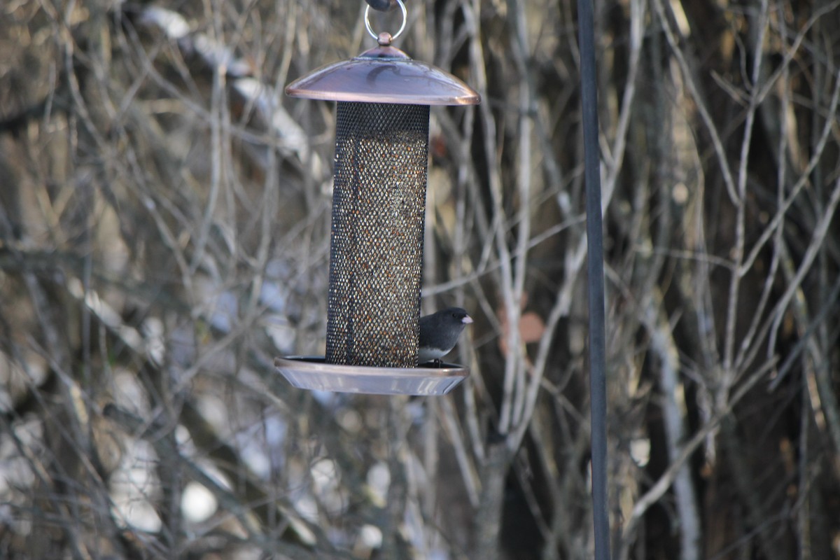 Dark-eyed Junco - ML646363996