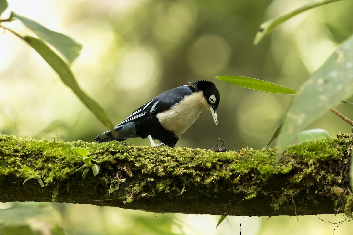 Blue Nuthatch - ML646363997