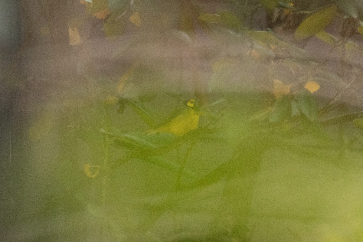 Болотянка чорногорла - ML646363998