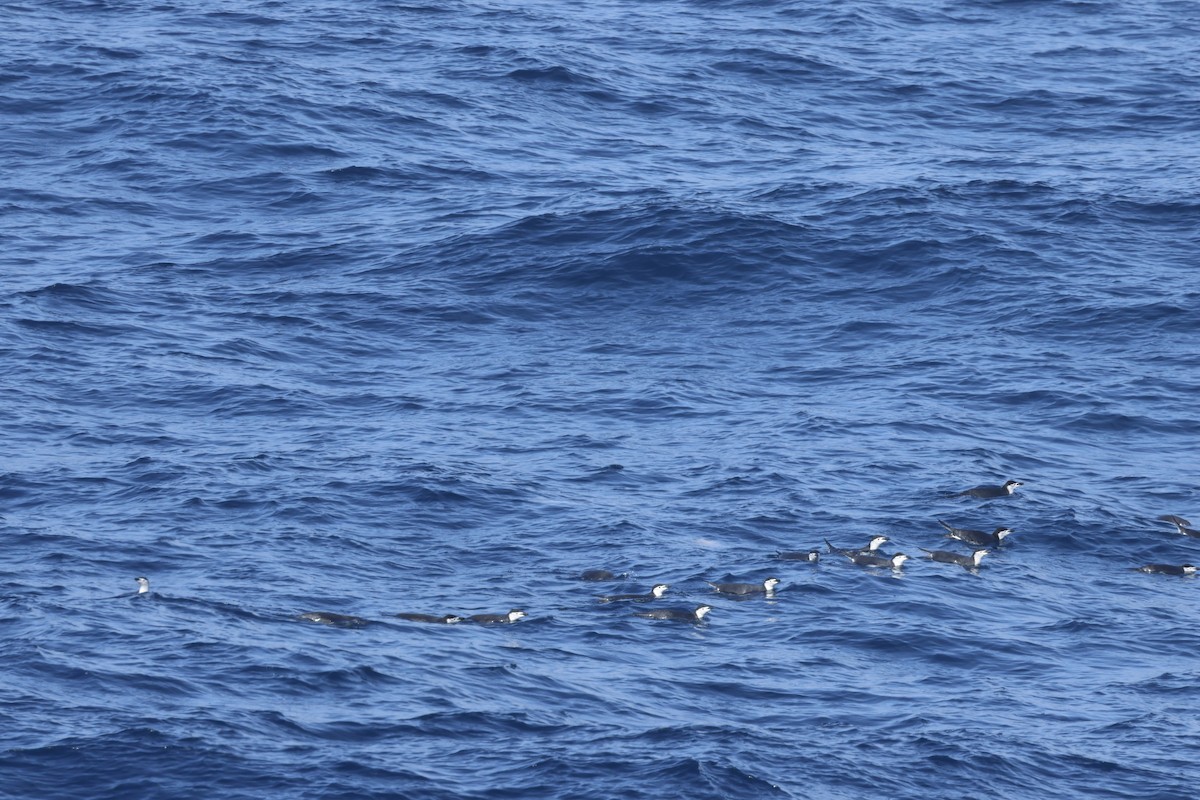 tučňák uzdičkový - ML646363999