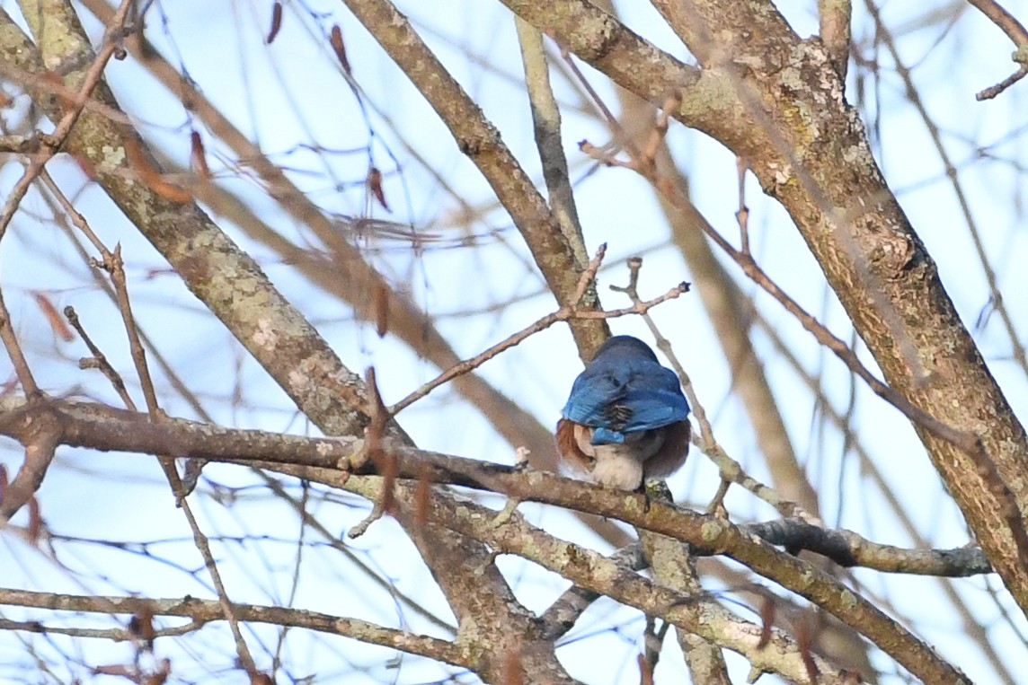 Eastern Bluebird - ML646364000