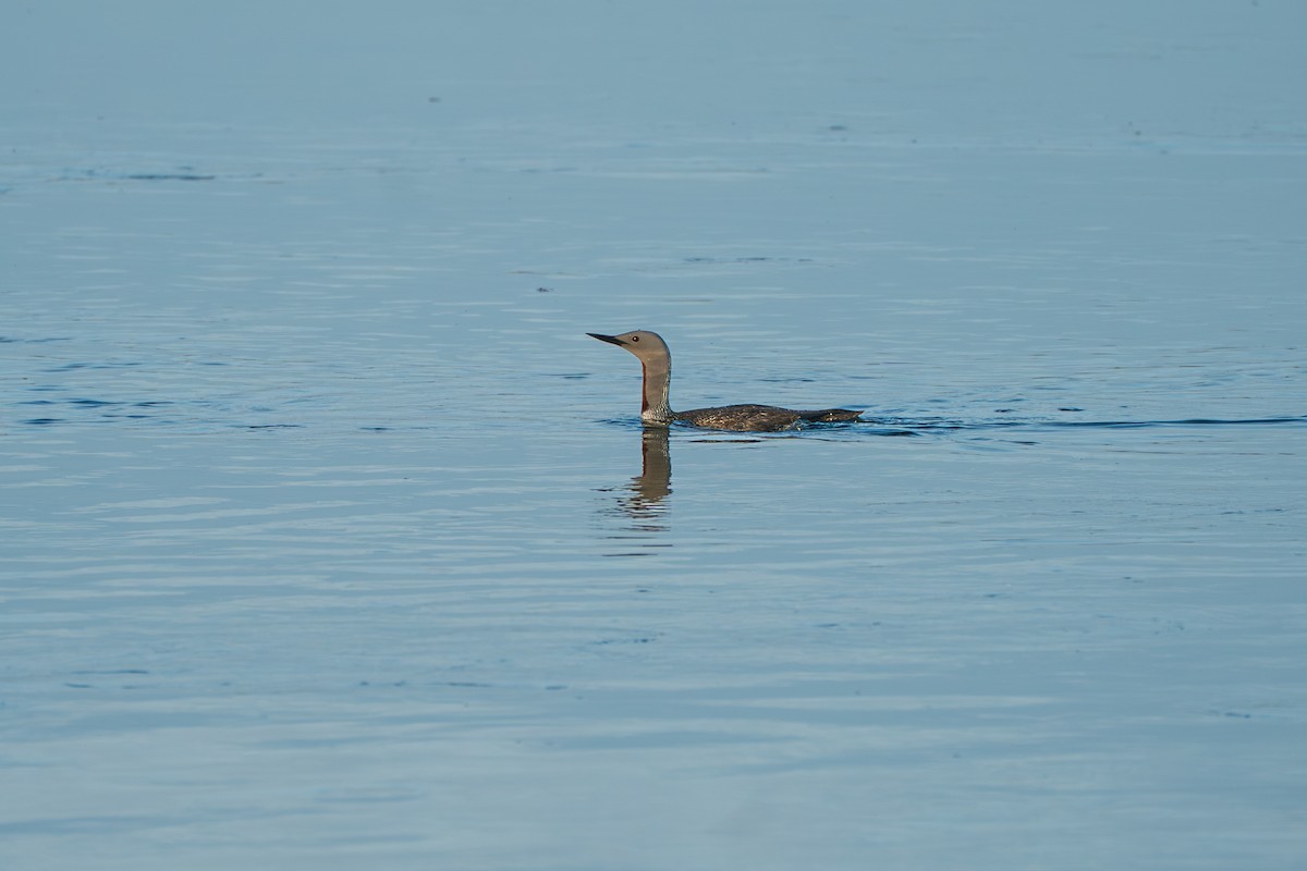 紅喉潛鳥 - ML646364001