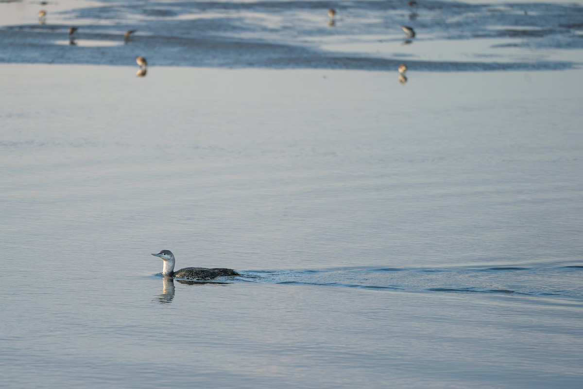 紅喉潛鳥 - ML646364002