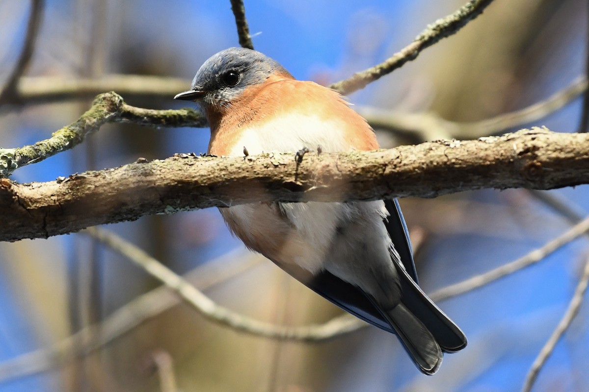 Eastern Bluebird - ML646364003