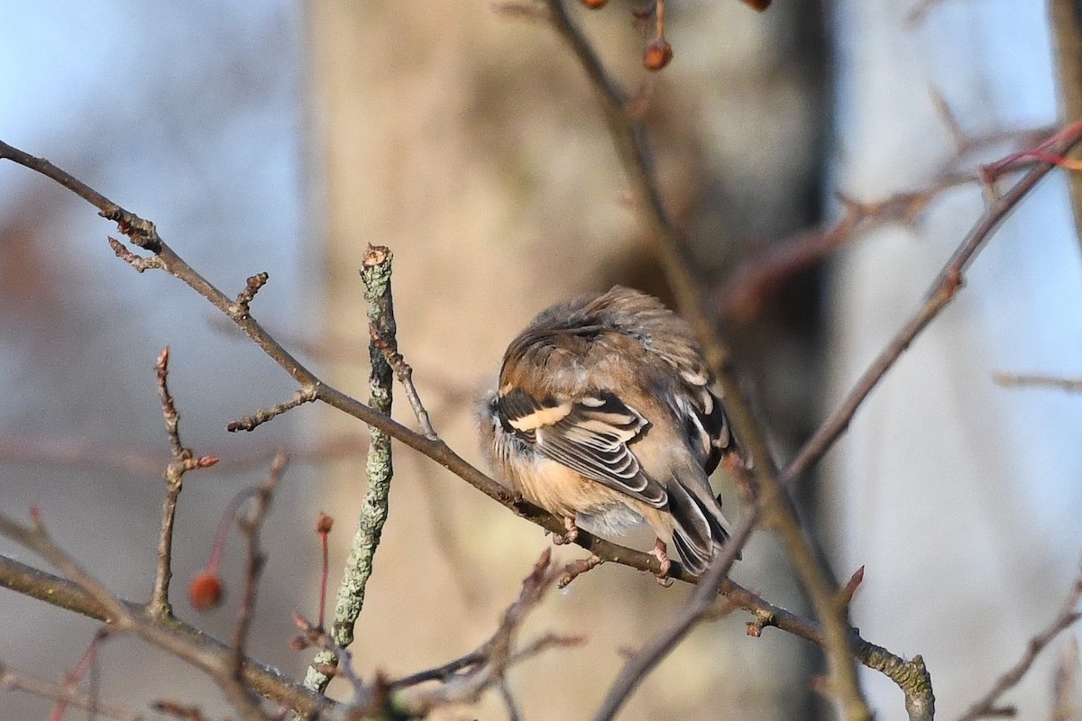American Goldfinch - ML646364005
