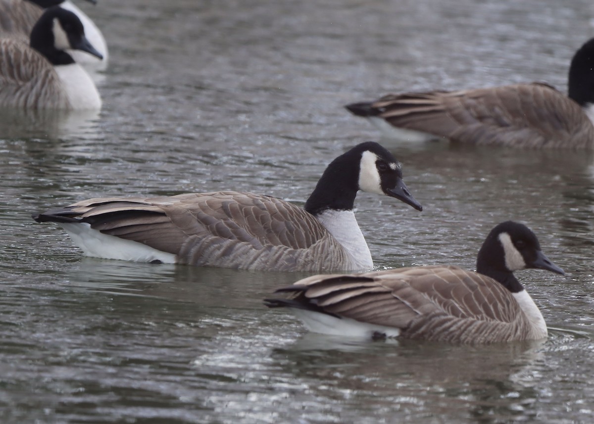 Bernache du Canada (moffitti/maxima) - ML646364006