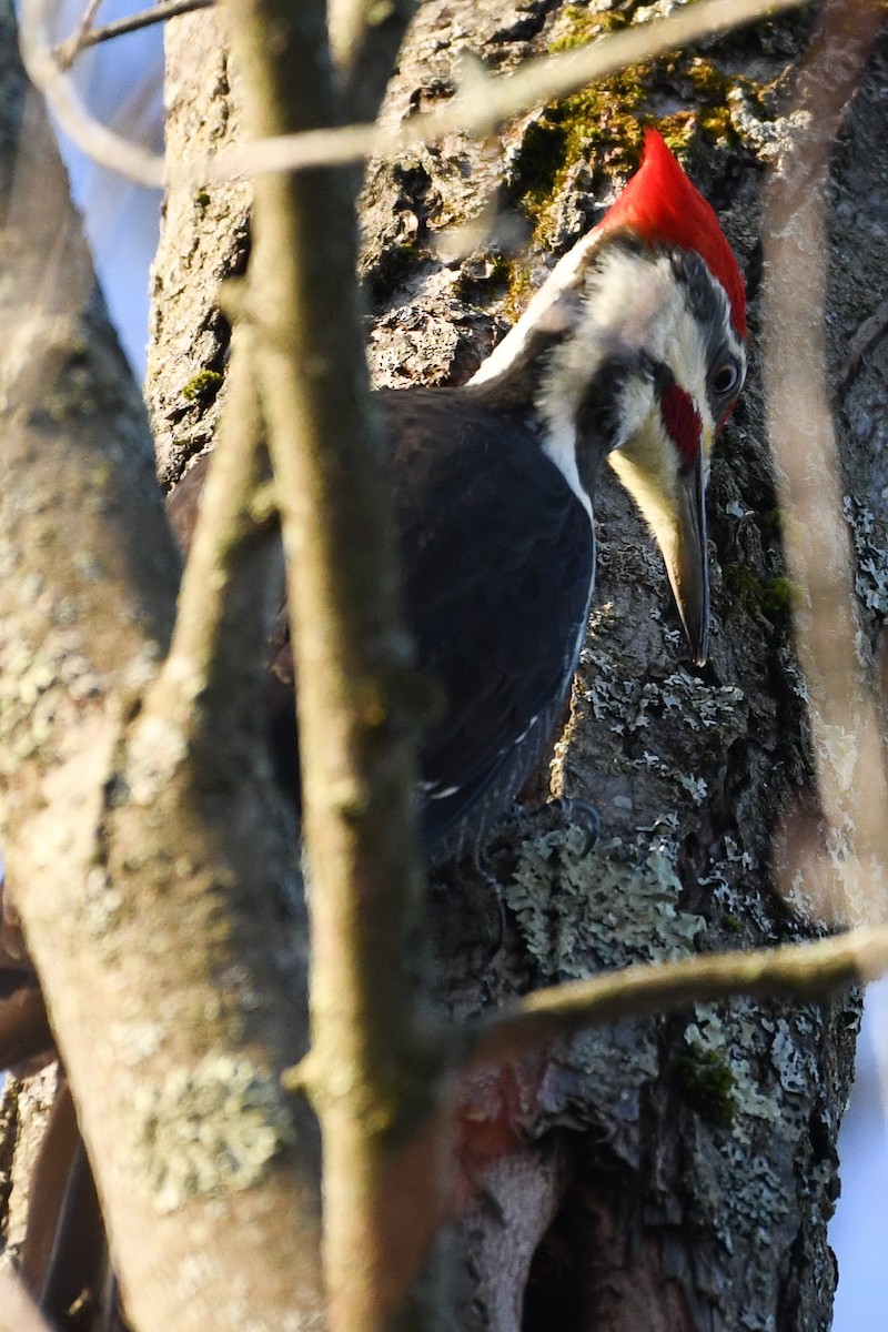 Pileated Woodpecker - ML646364011