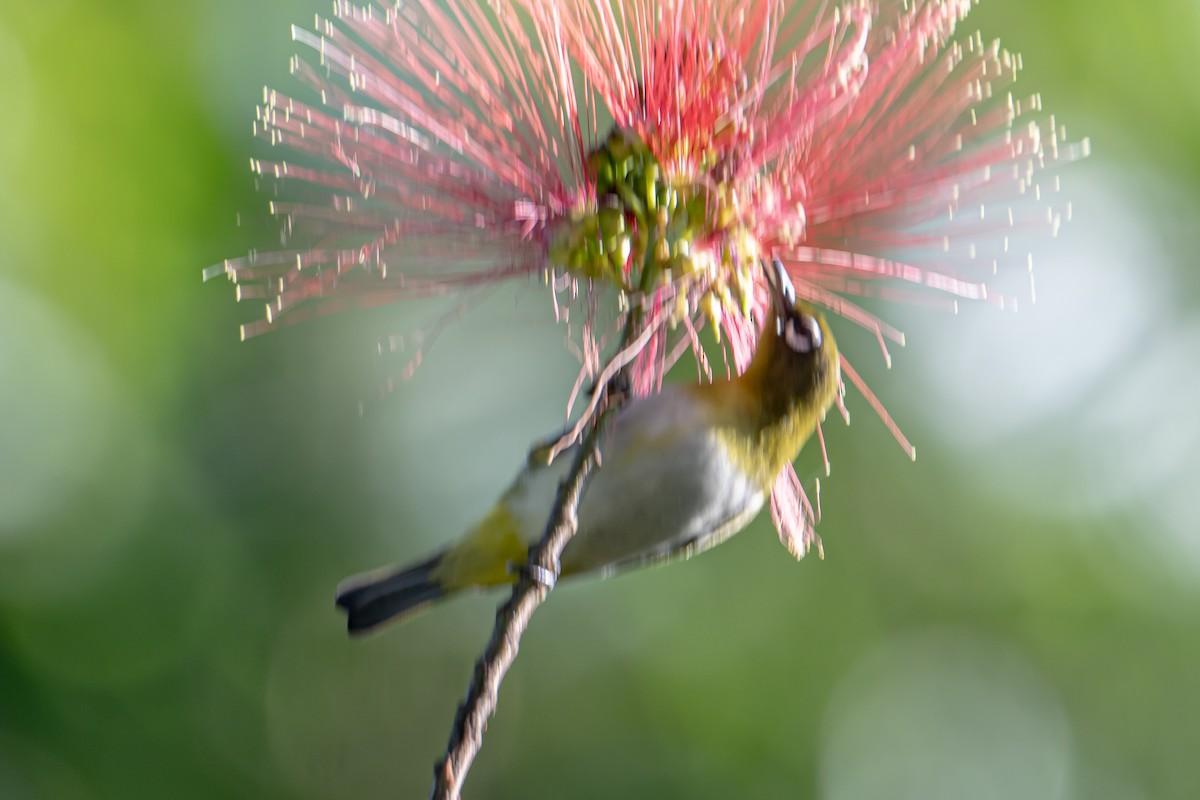 Sri Lanka White-eye - ML646364012