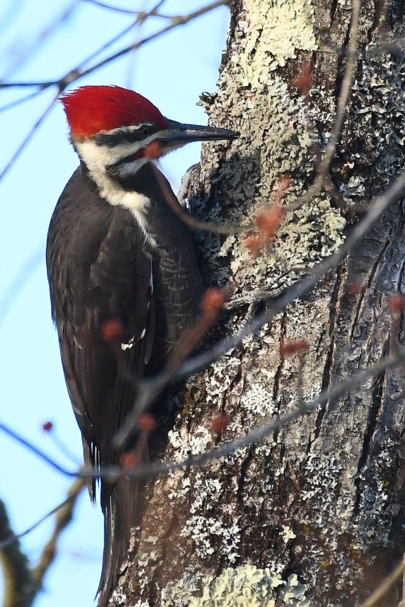 Pileated Woodpecker - ML646364013