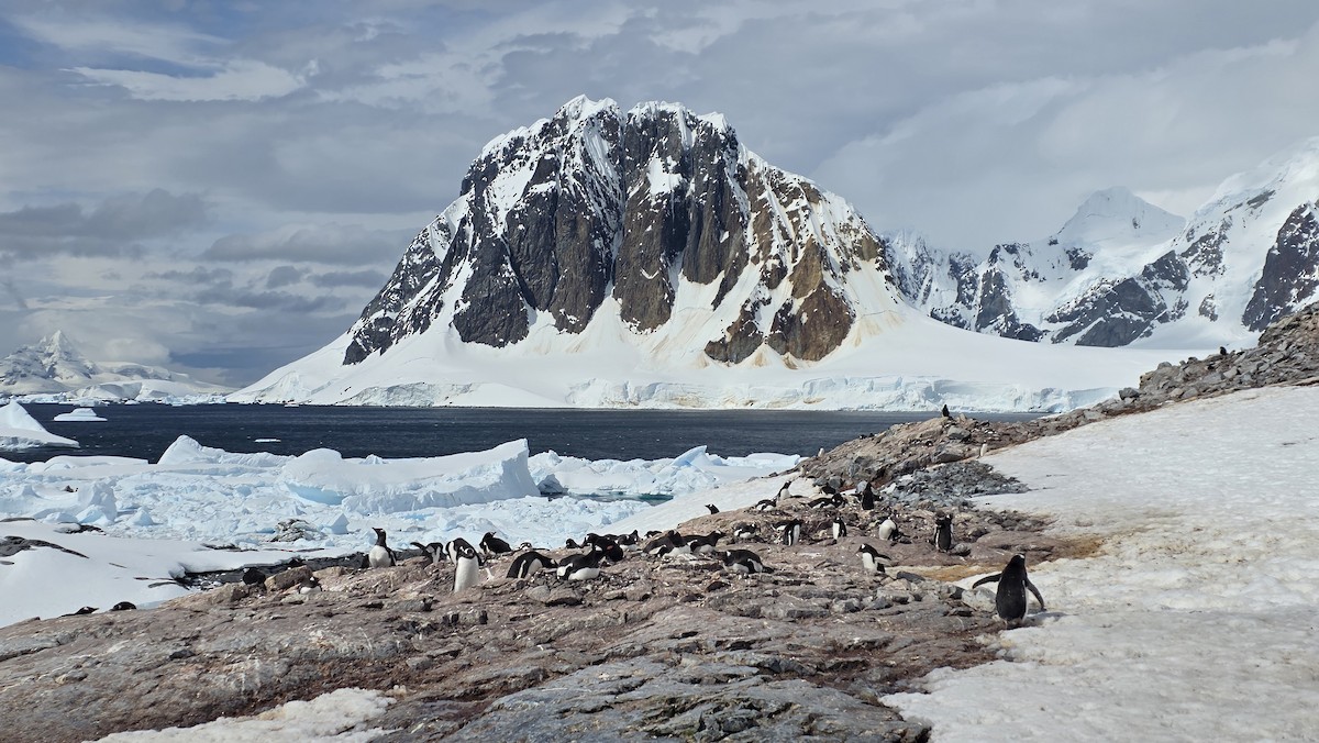 Gentoo Penguin - ML646364014