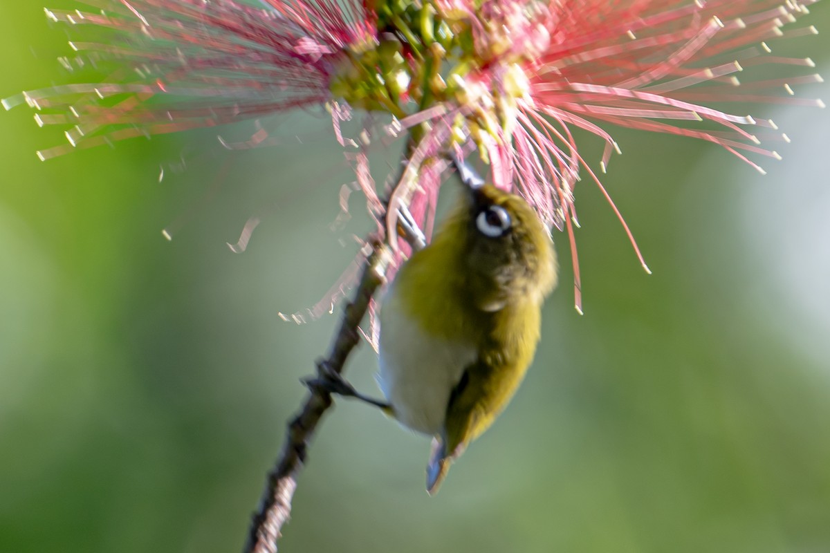 Sri Lanka White-eye - ML646364015