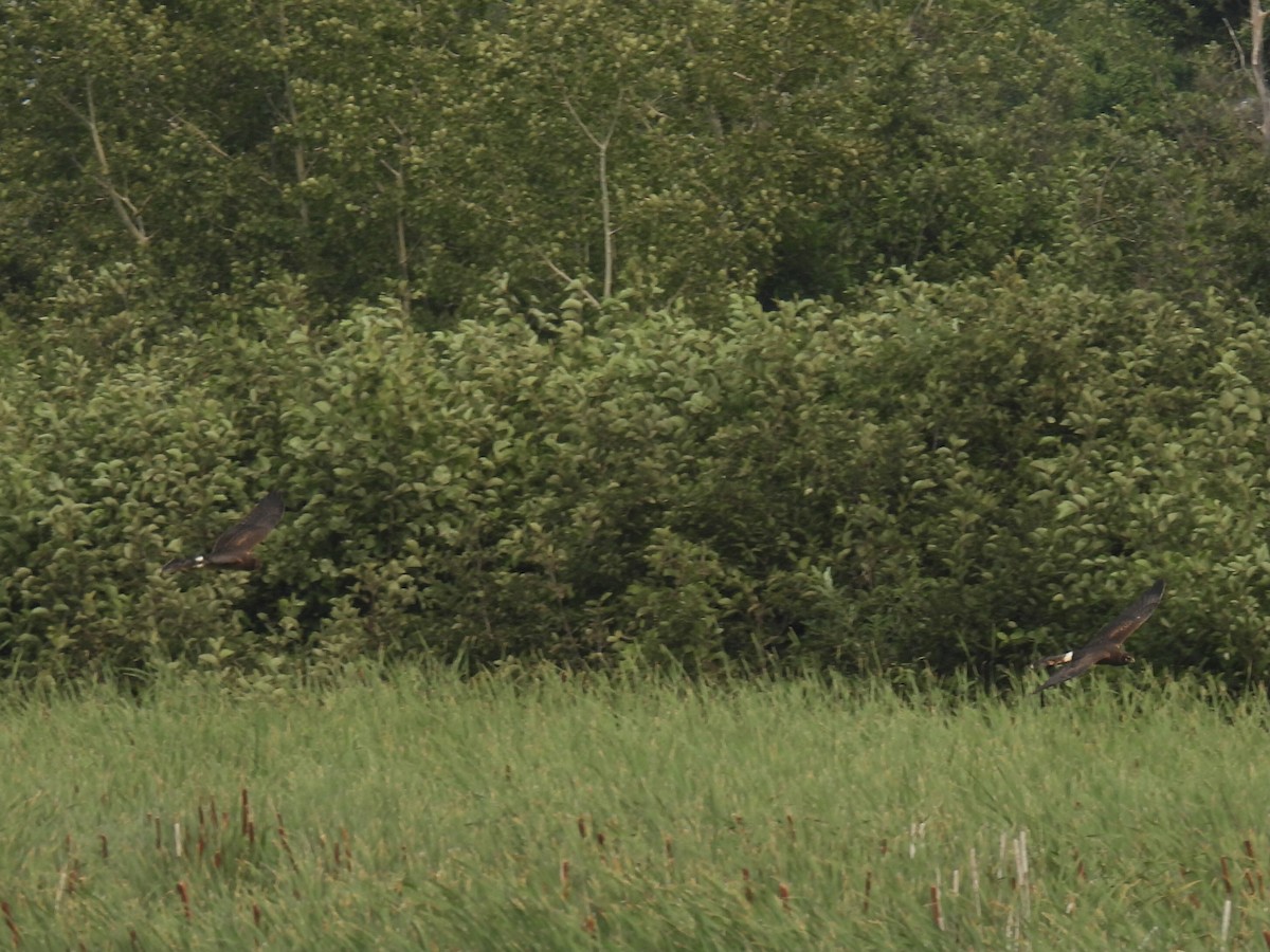 moták severoamerický - ML646364016