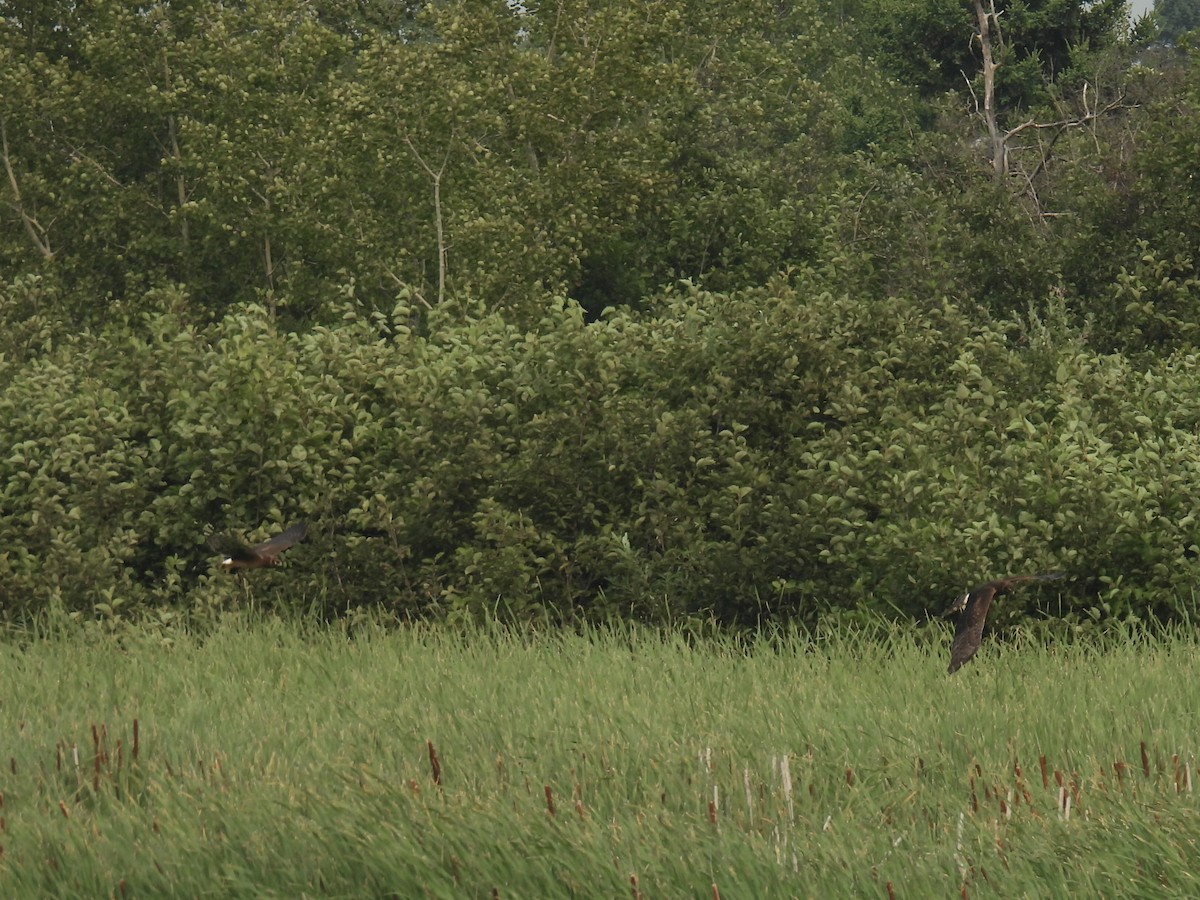 moták severoamerický - ML646364017