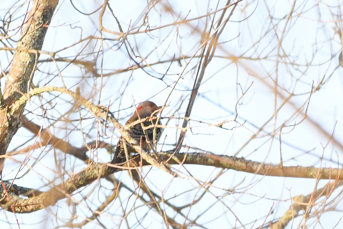 Northern Flicker - ML646364019