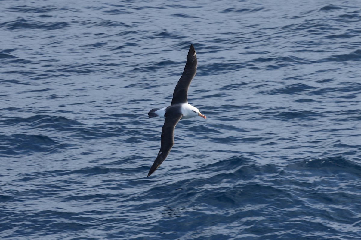 albatros černobrvý - ML646364020