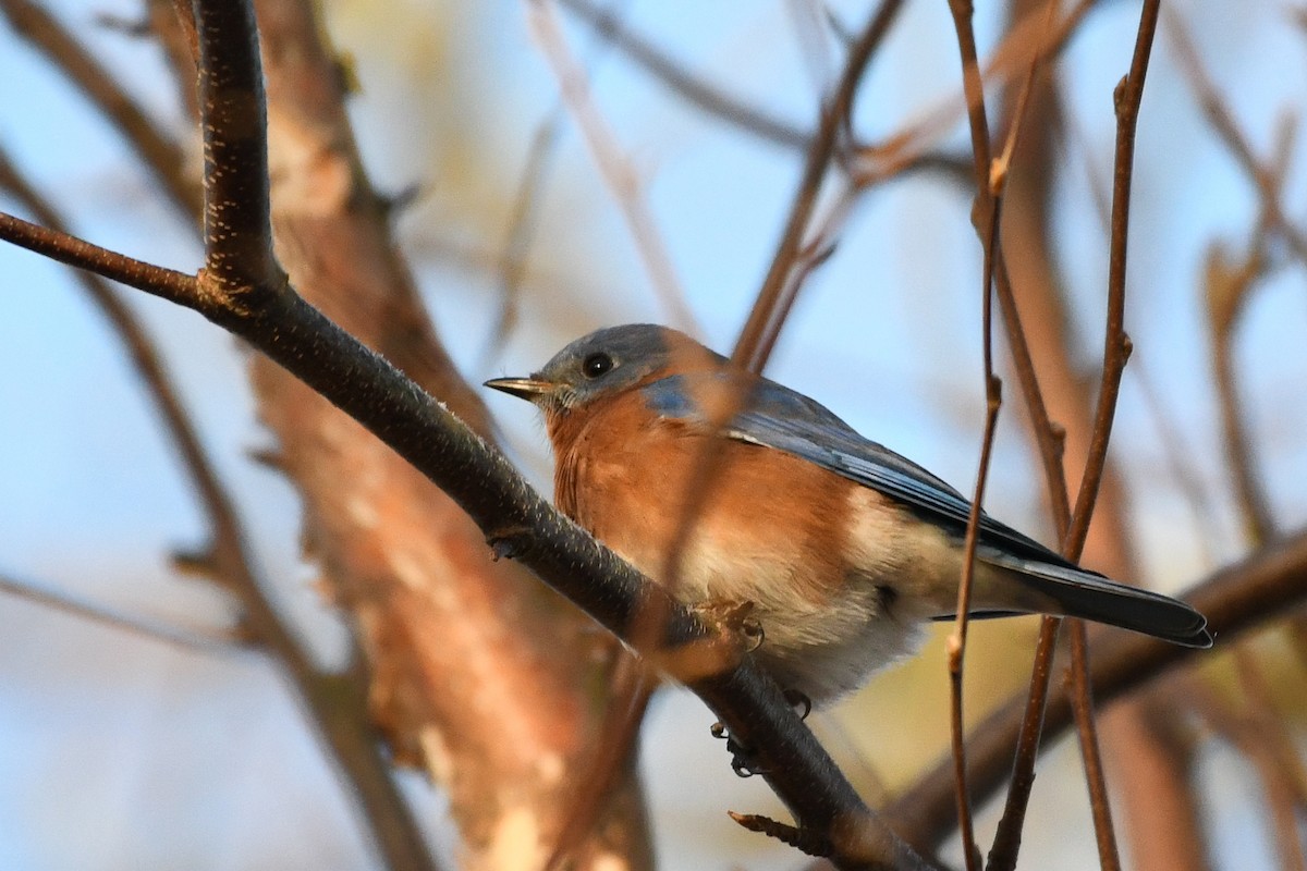 Eastern Bluebird - ML646364024