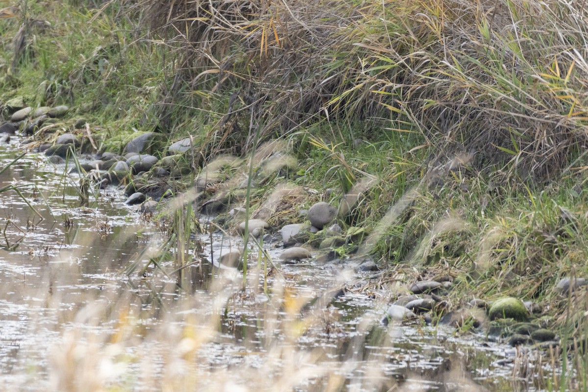 Wilson's Snipe - ML646364025