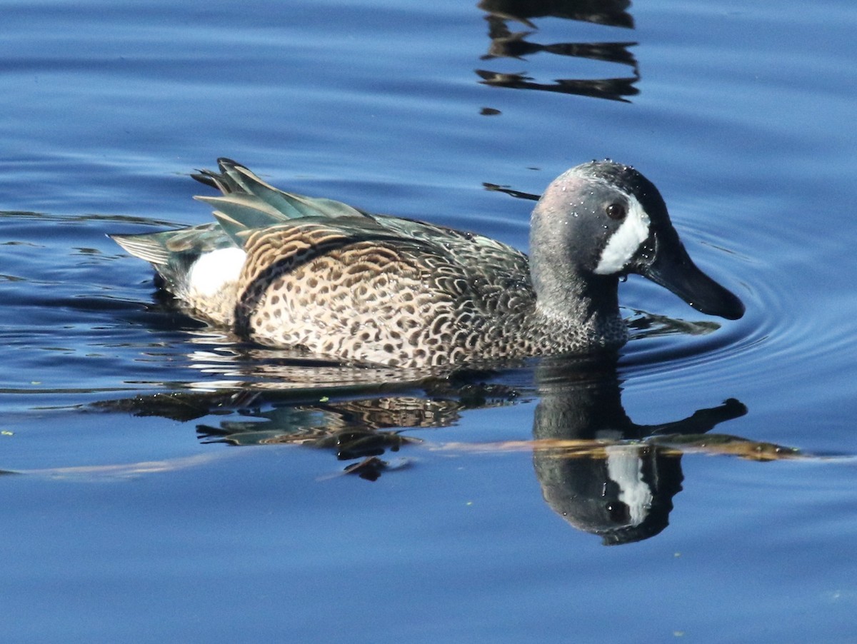 Blue-winged Teal - ML646364027