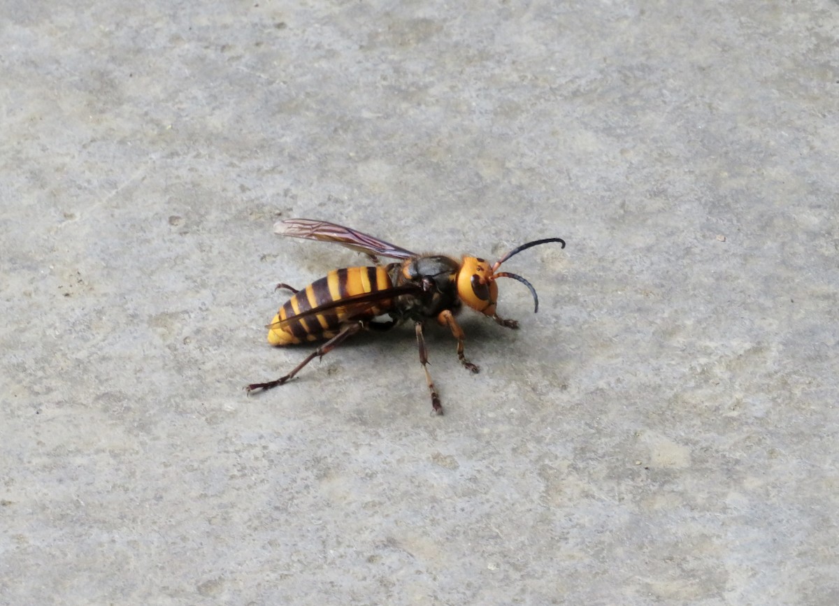 Asian Giant Hornet - ML646364028