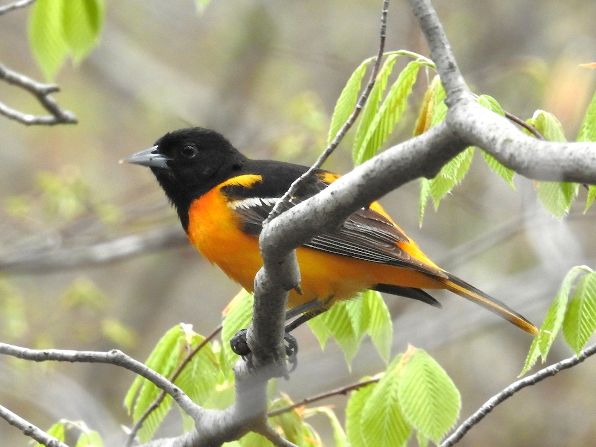Baltimore Oriole - ML646364030