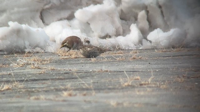 Chestnut-collared Longspur - ML646364031
