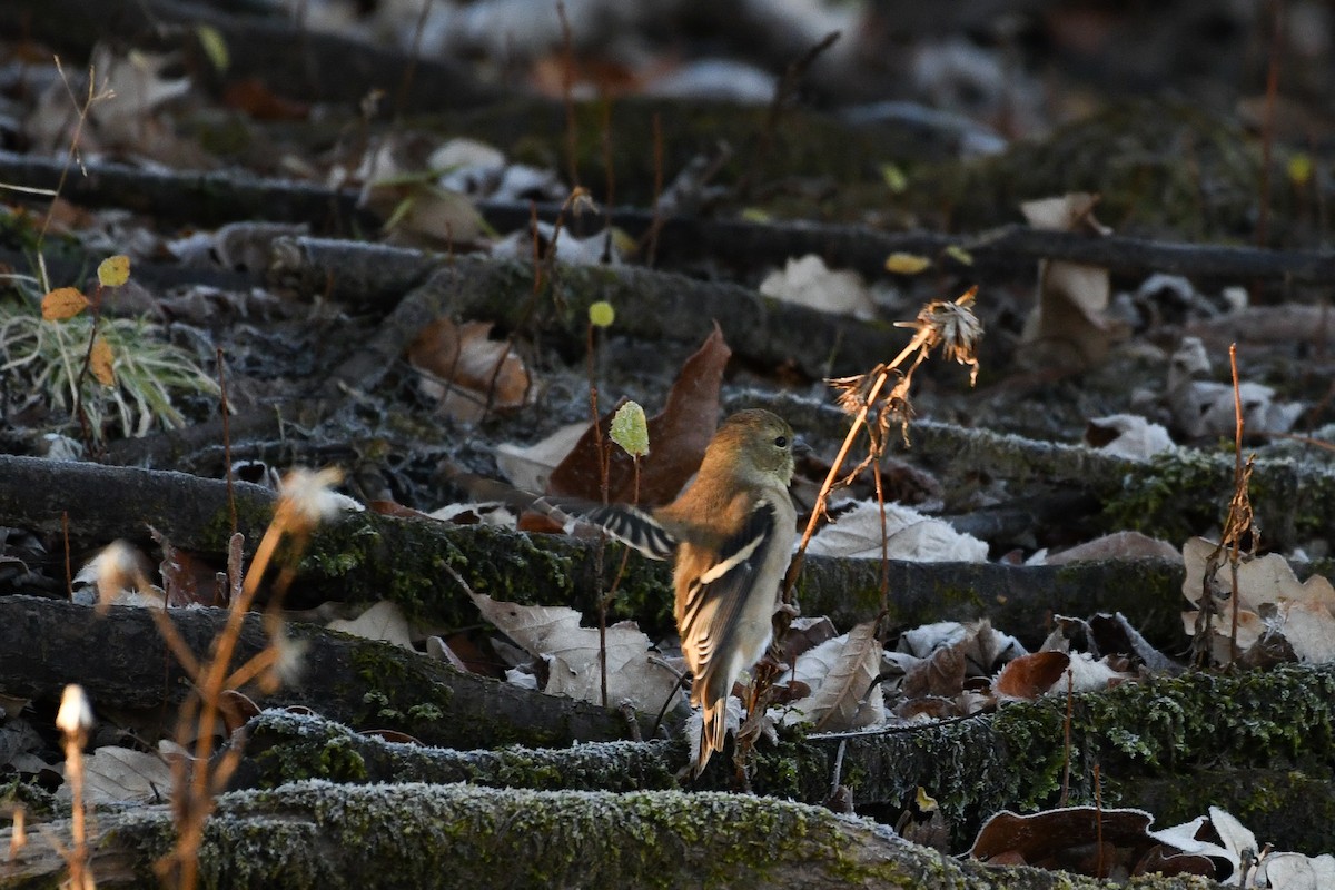 American Goldfinch - ML646364032