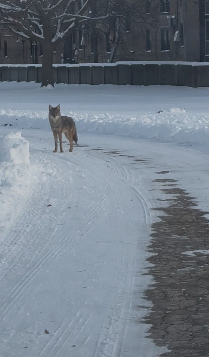 Coyote - ML646364033