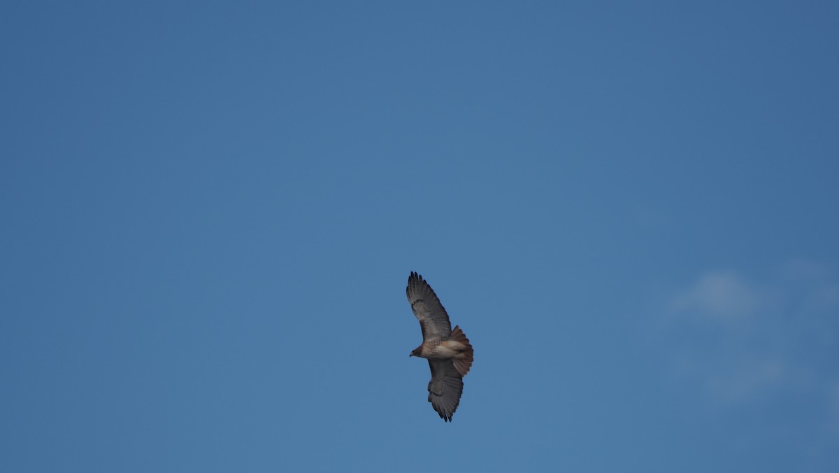 Red-tailed Hawk - ML646364034