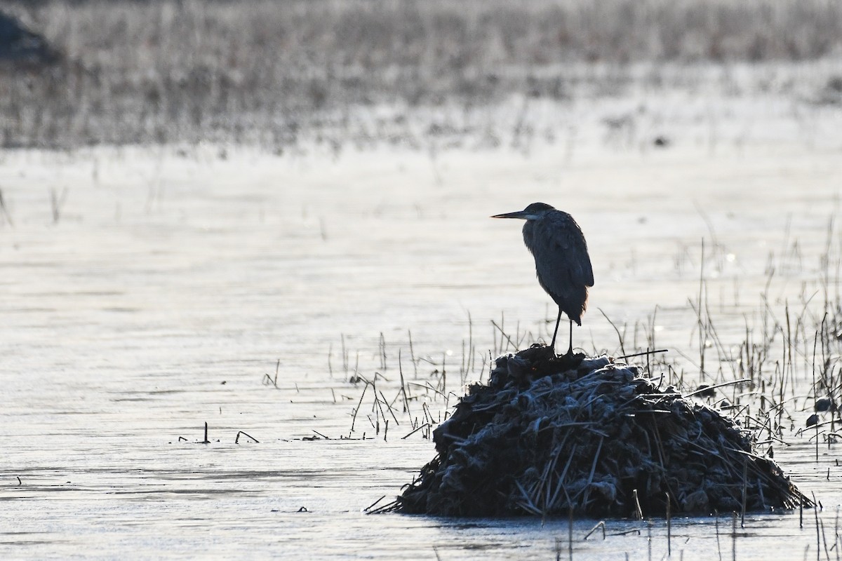 Great Blue Heron - ML646364040