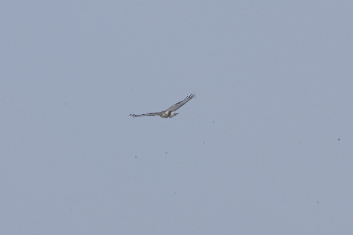 Rough-legged Hawk - ML646364041