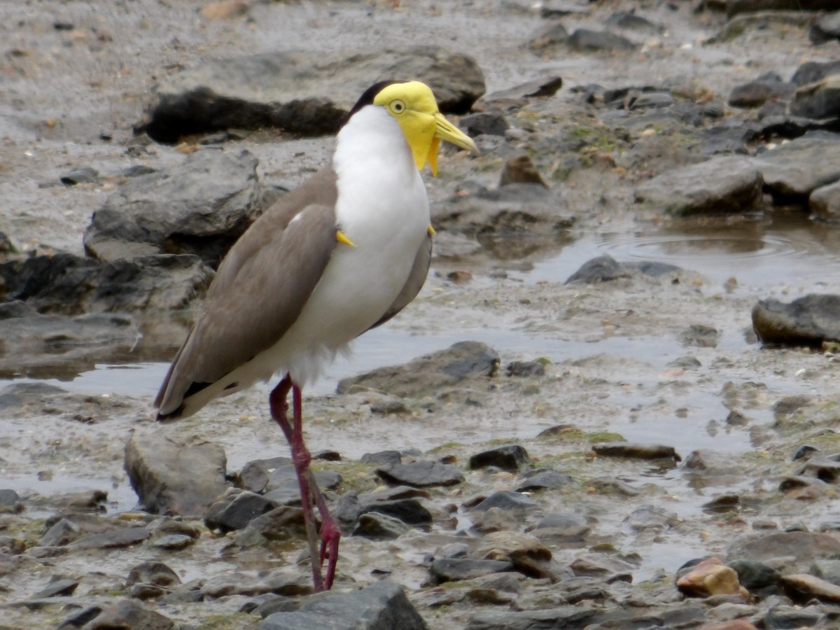 Masked Lapwing - ML646364042