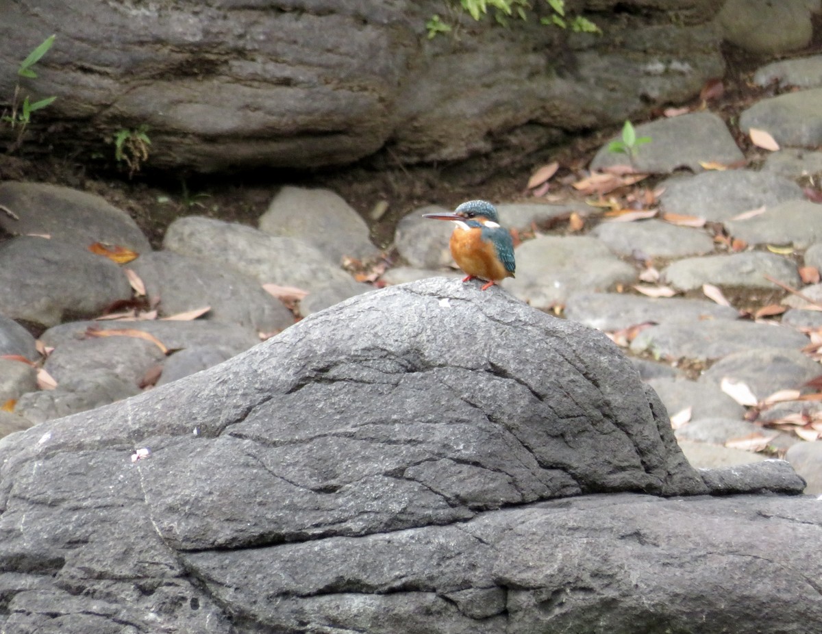 Рибалочка блакитний - ML646364045