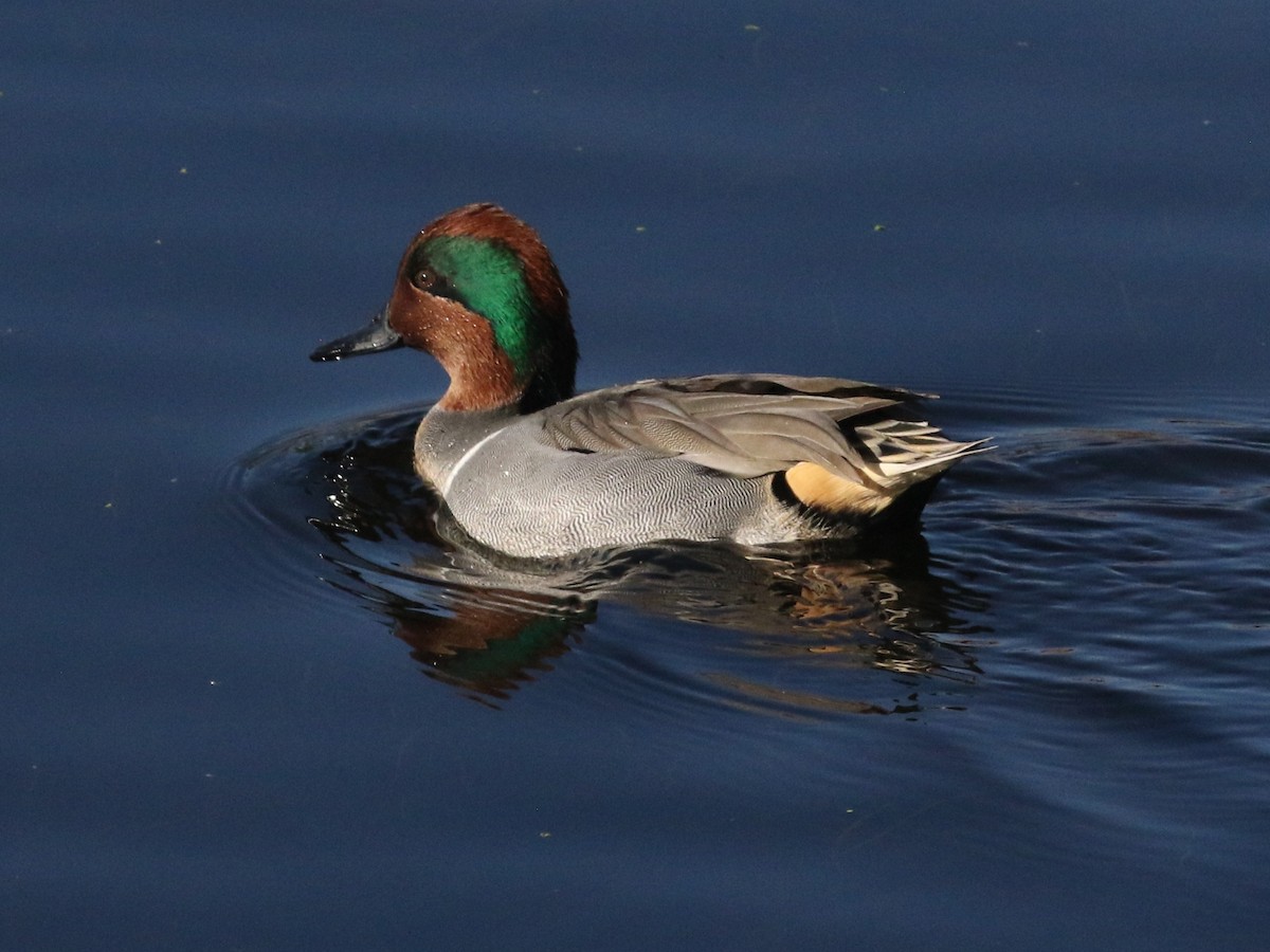 コガモ - ML646364046