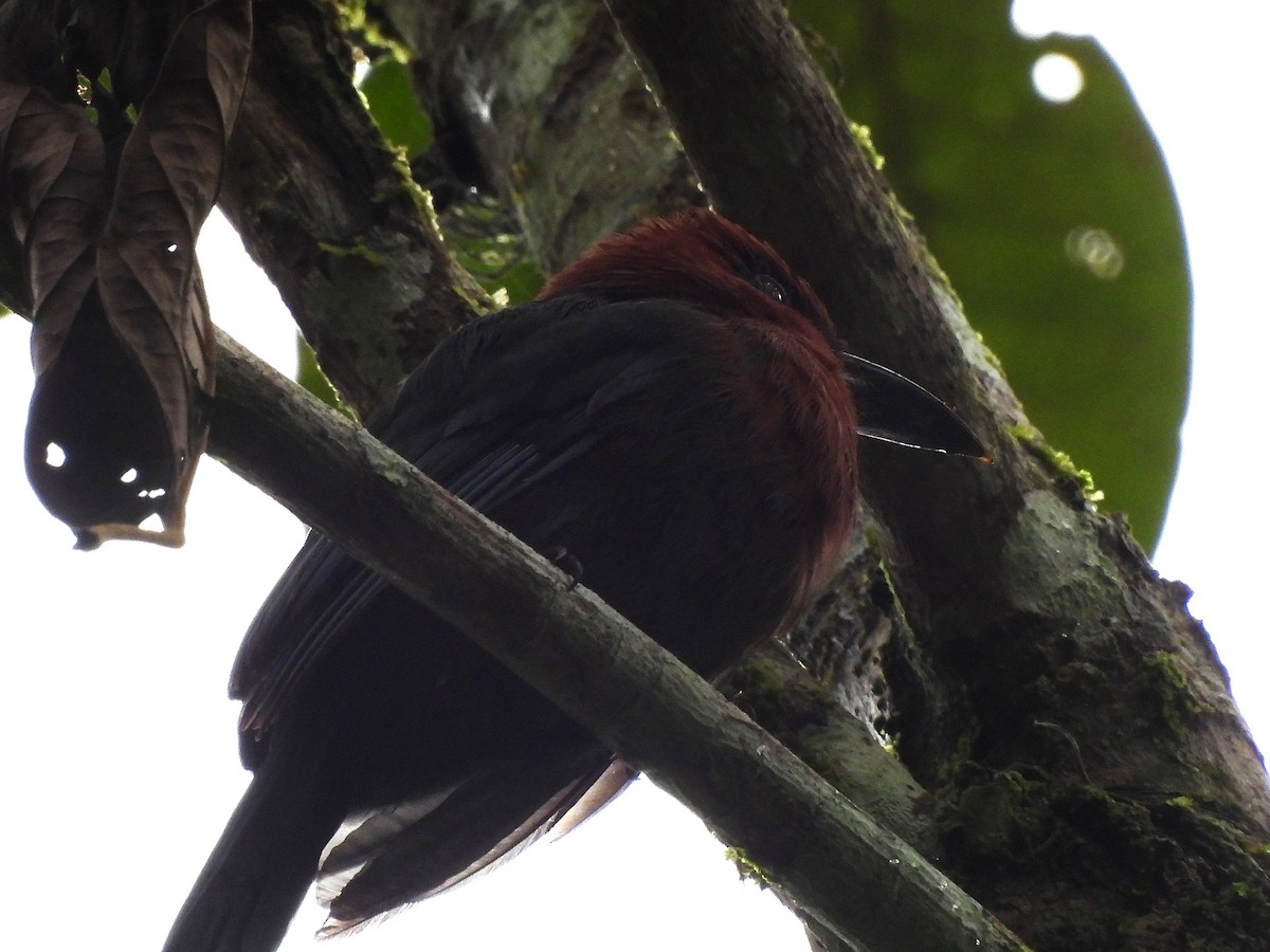 Broad-billed Motmot - ML646364047