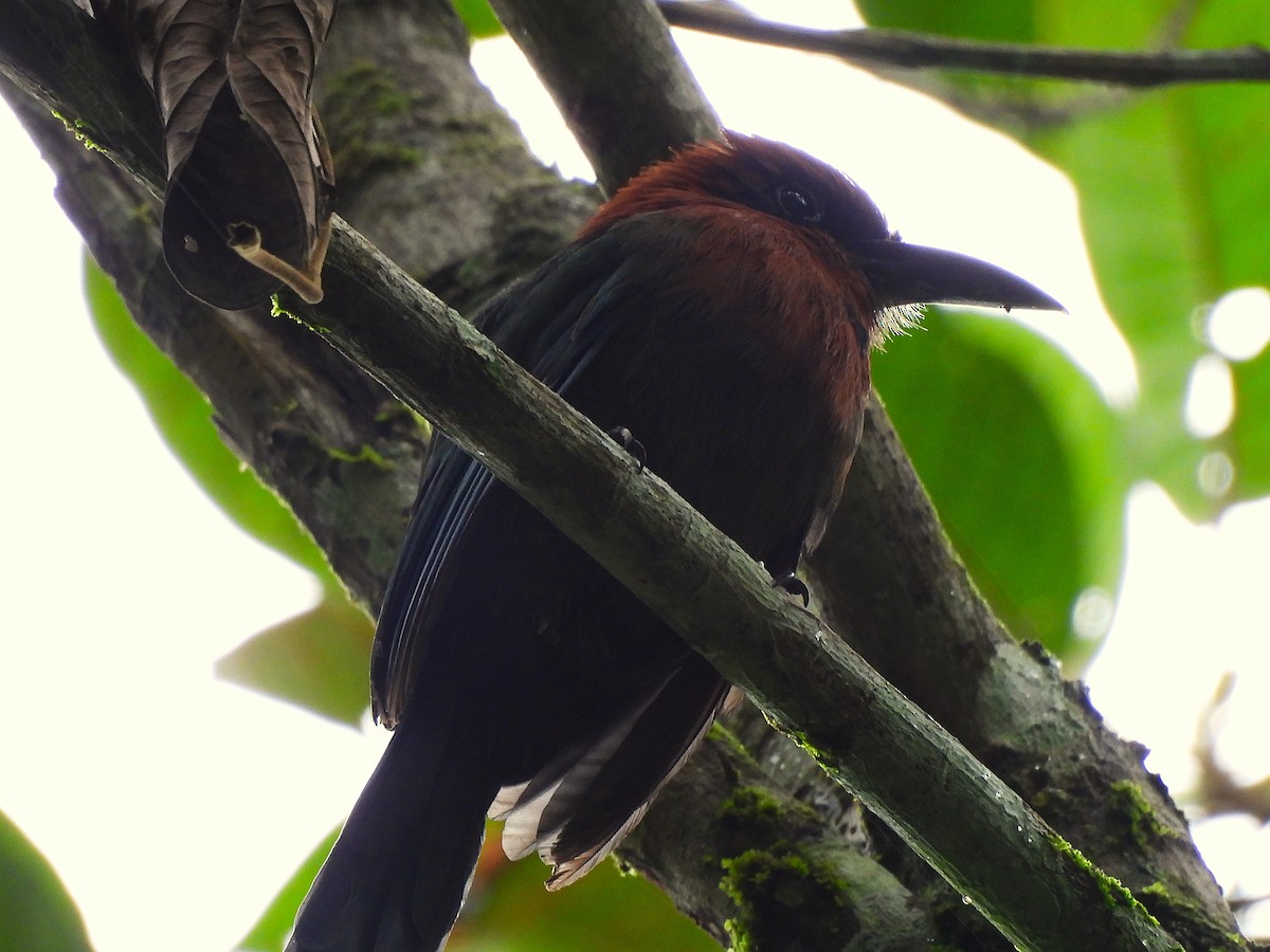 Broad-billed Motmot - ML646364048
