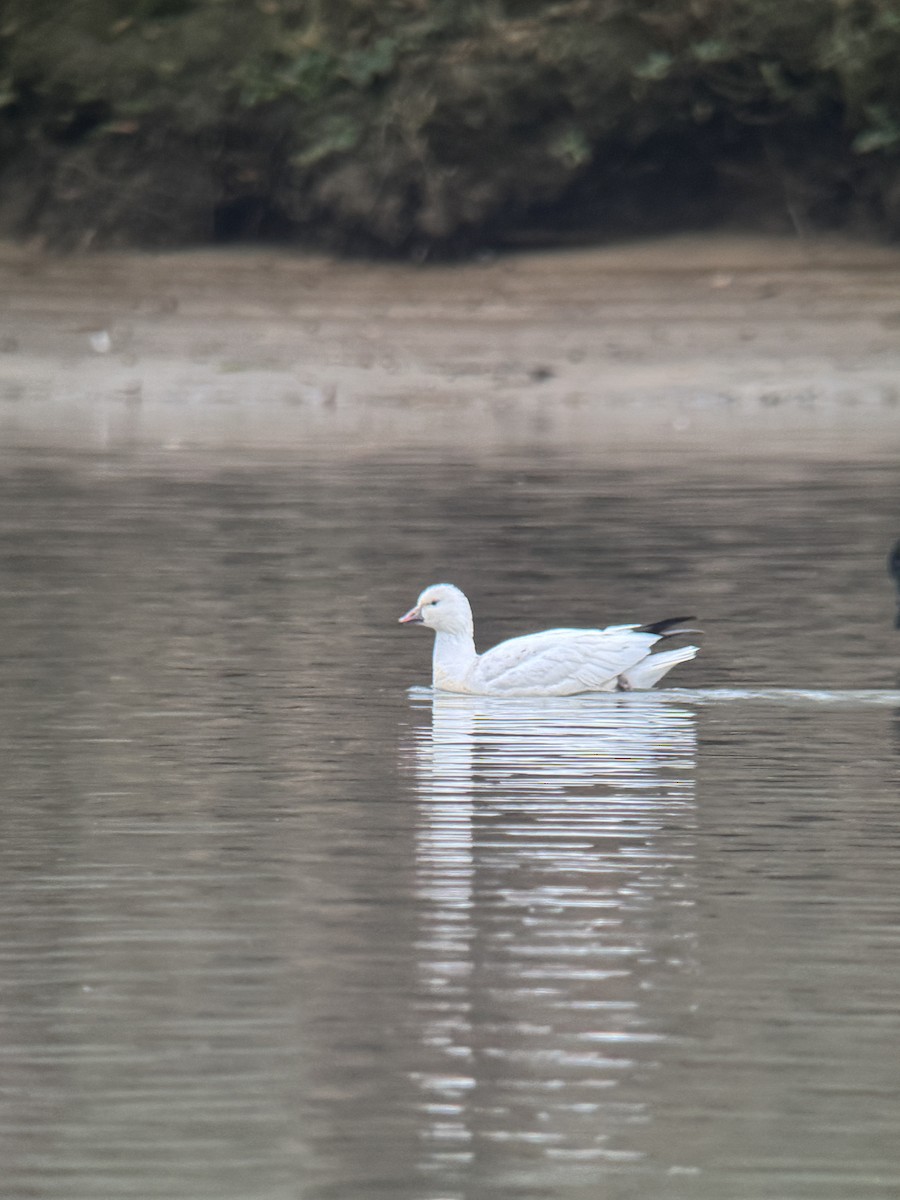 Ross's Goose - ML646364051